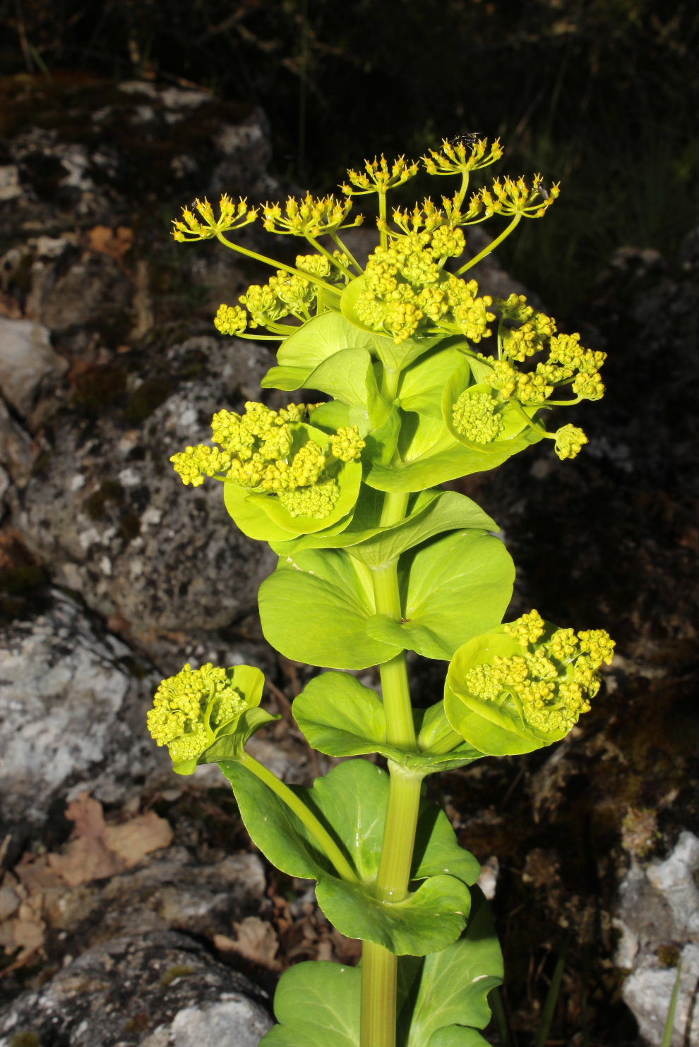 Smyrnium perfoliatum subsp. rotundifolium